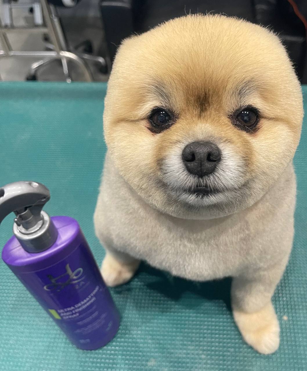 Happy Feet Pet Grooming 4