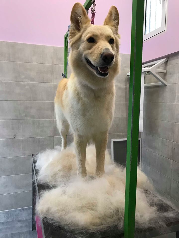 Happy Feet Pet Grooming 11