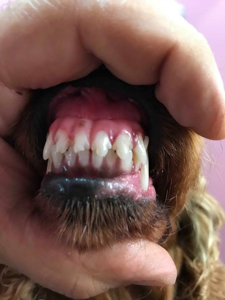 Happy Feet Pet Grooming 12