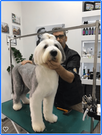 Happy Feet Pet Grooming 4