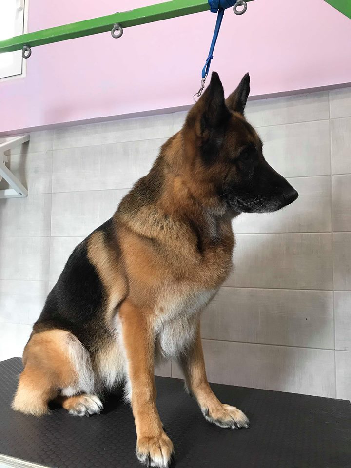 Happy Feet Pet Grooming 13