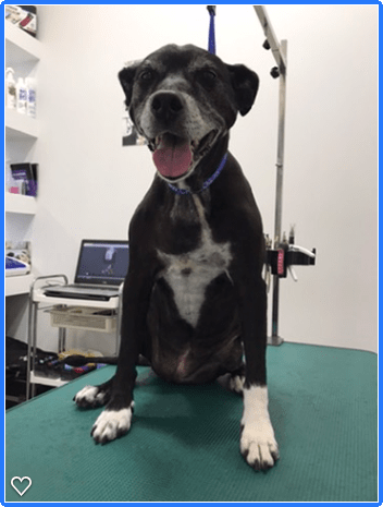 Happy Feet Pet Grooming 4