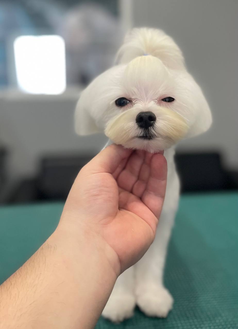 Happy Feet Pet Grooming 4