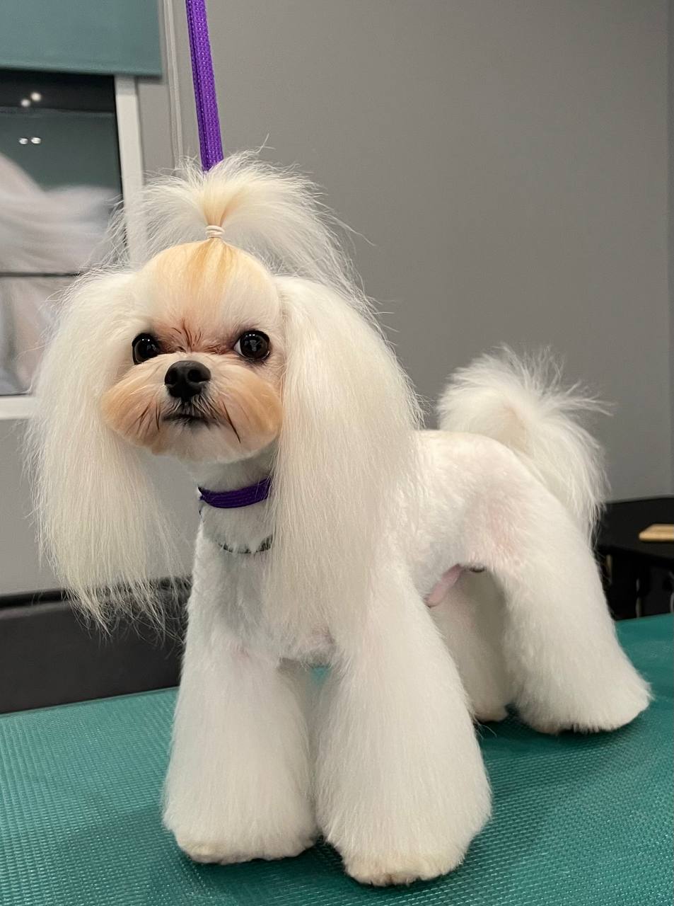 Happy Feet Pet Grooming 4