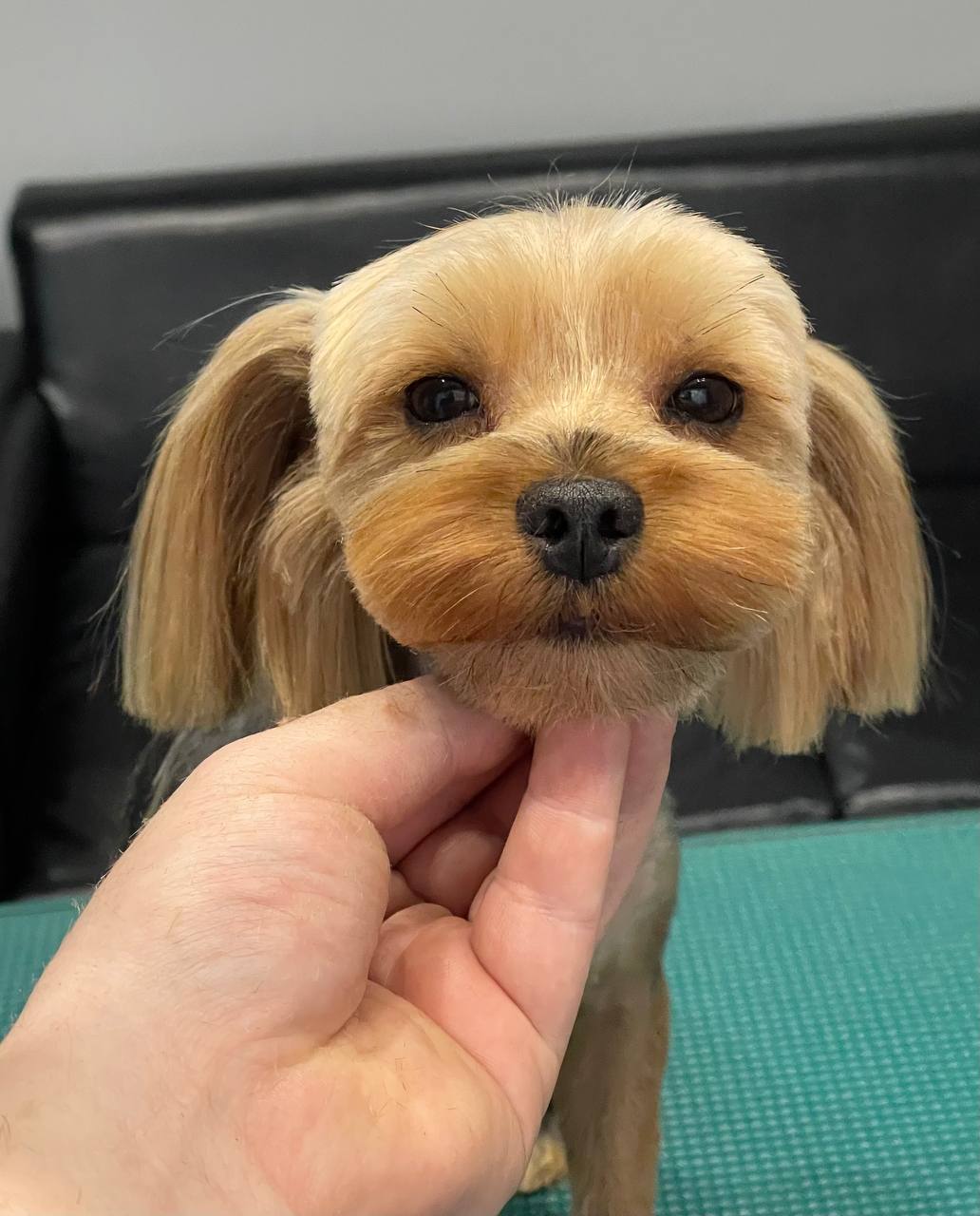 Happy Feet Pet Grooming 4