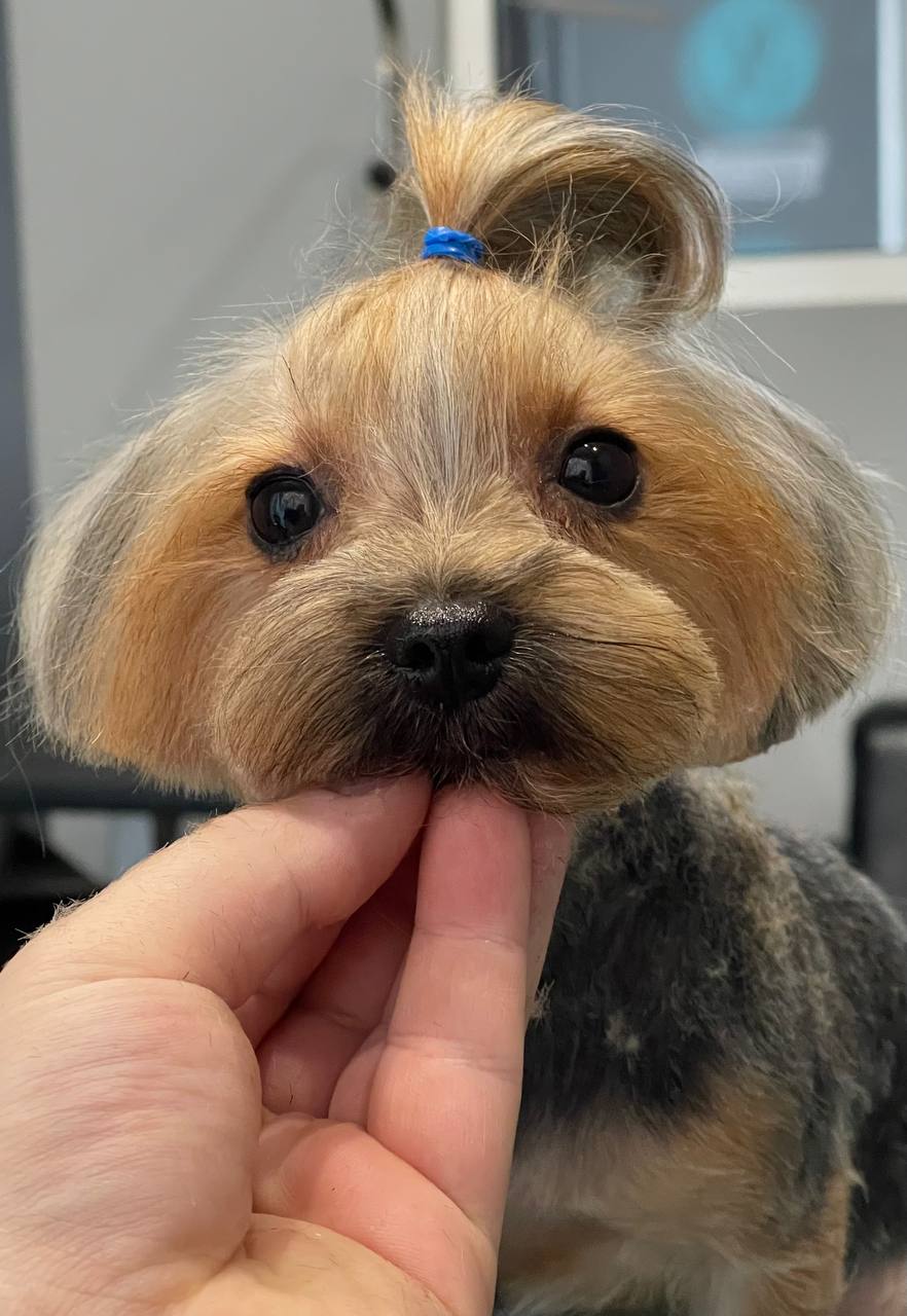 Happy Feet Pet Grooming 19