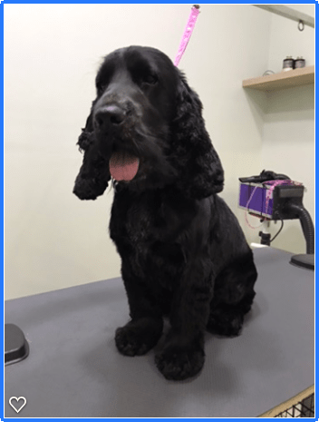 Happy Feet Pet Grooming 4