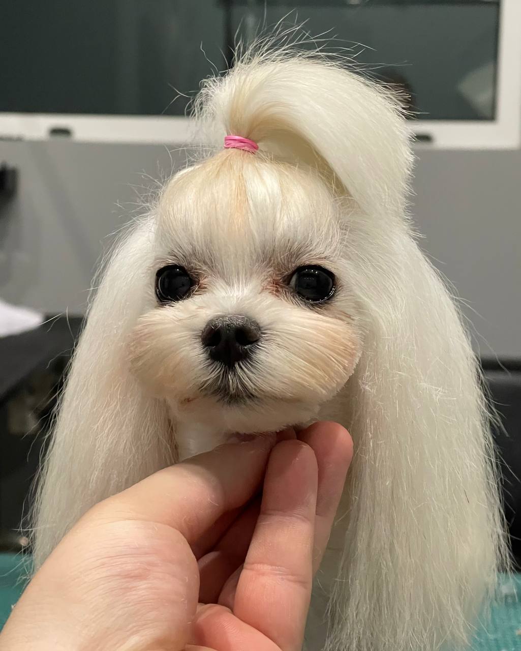 Happy Feet Pet Grooming 21