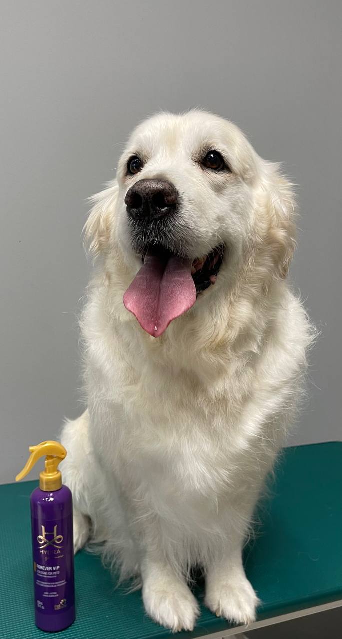 Happy Feet Pet Grooming 22