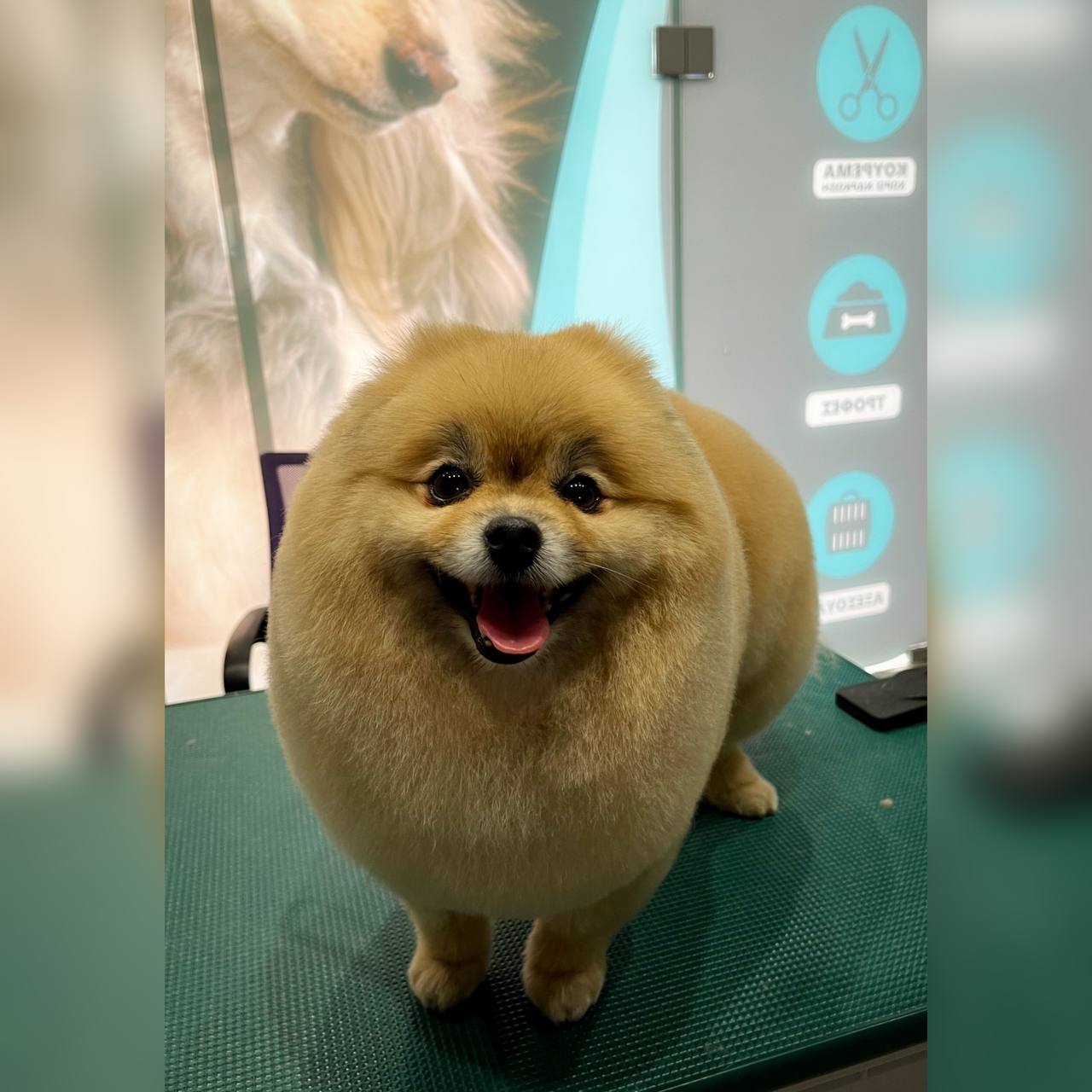 Happy Feet Pet Grooming 24