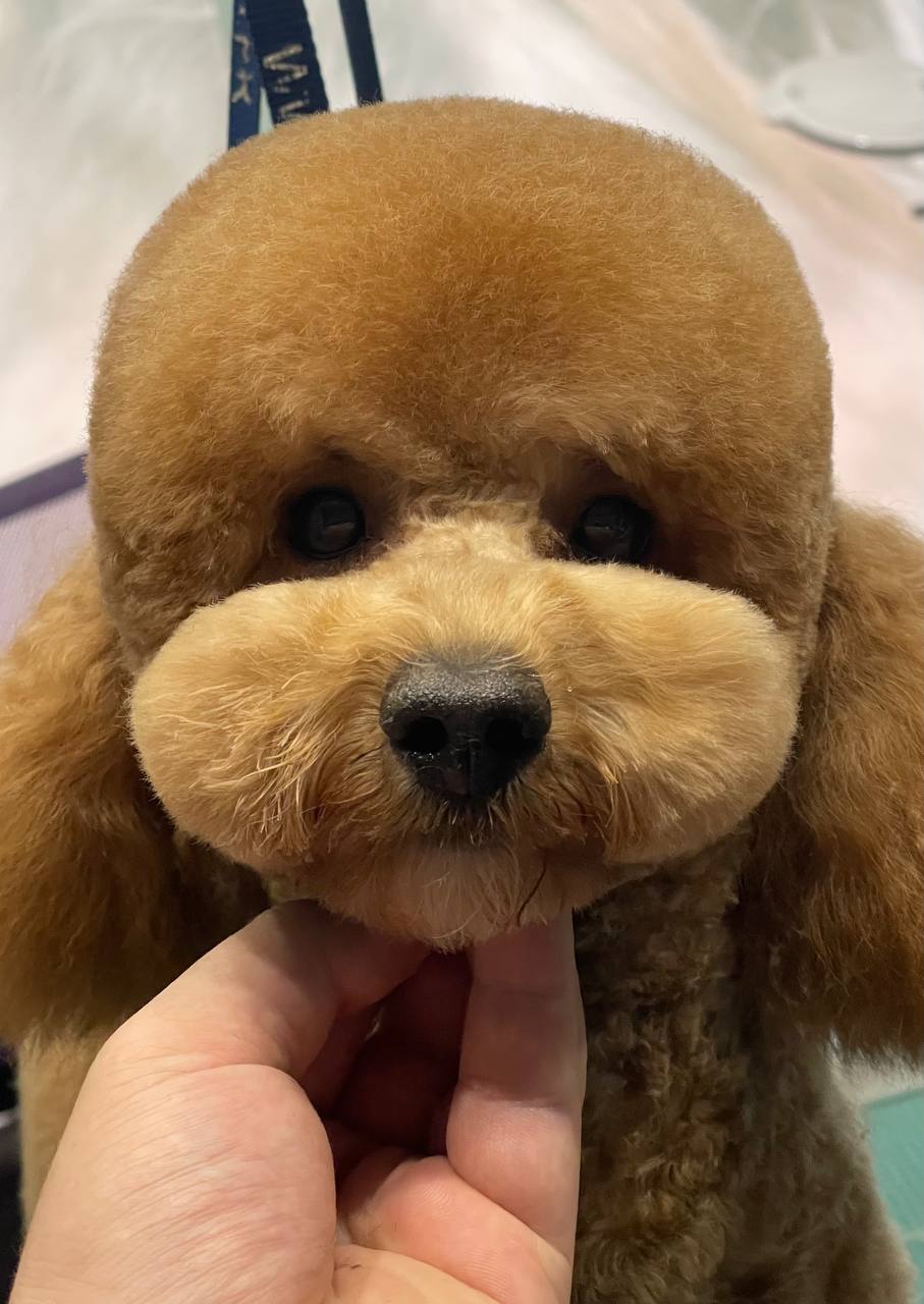 Happy Feet Pet Grooming 25