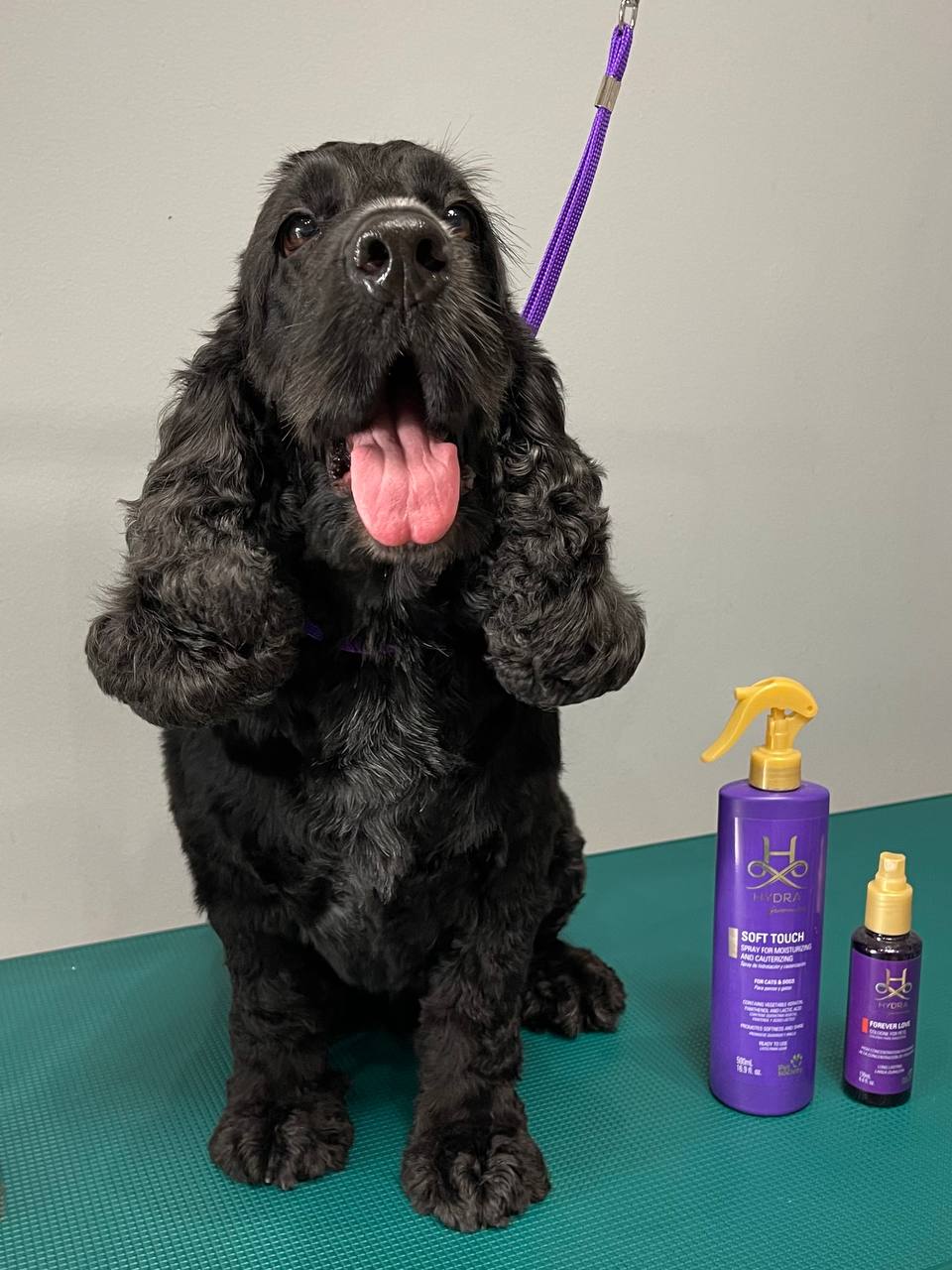 Happy Feet Pet Grooming 27