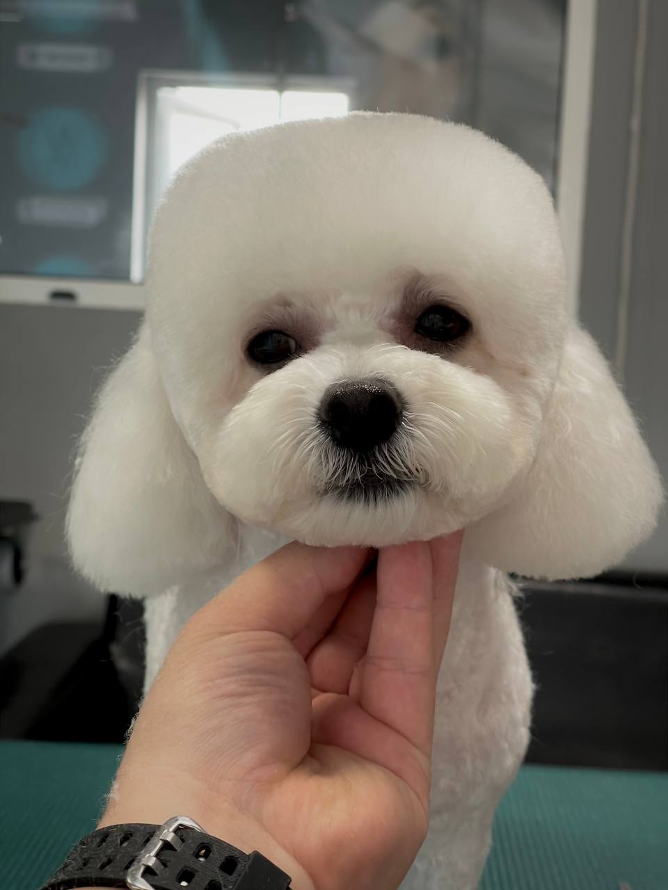 Happy Feet Pet Grooming 28