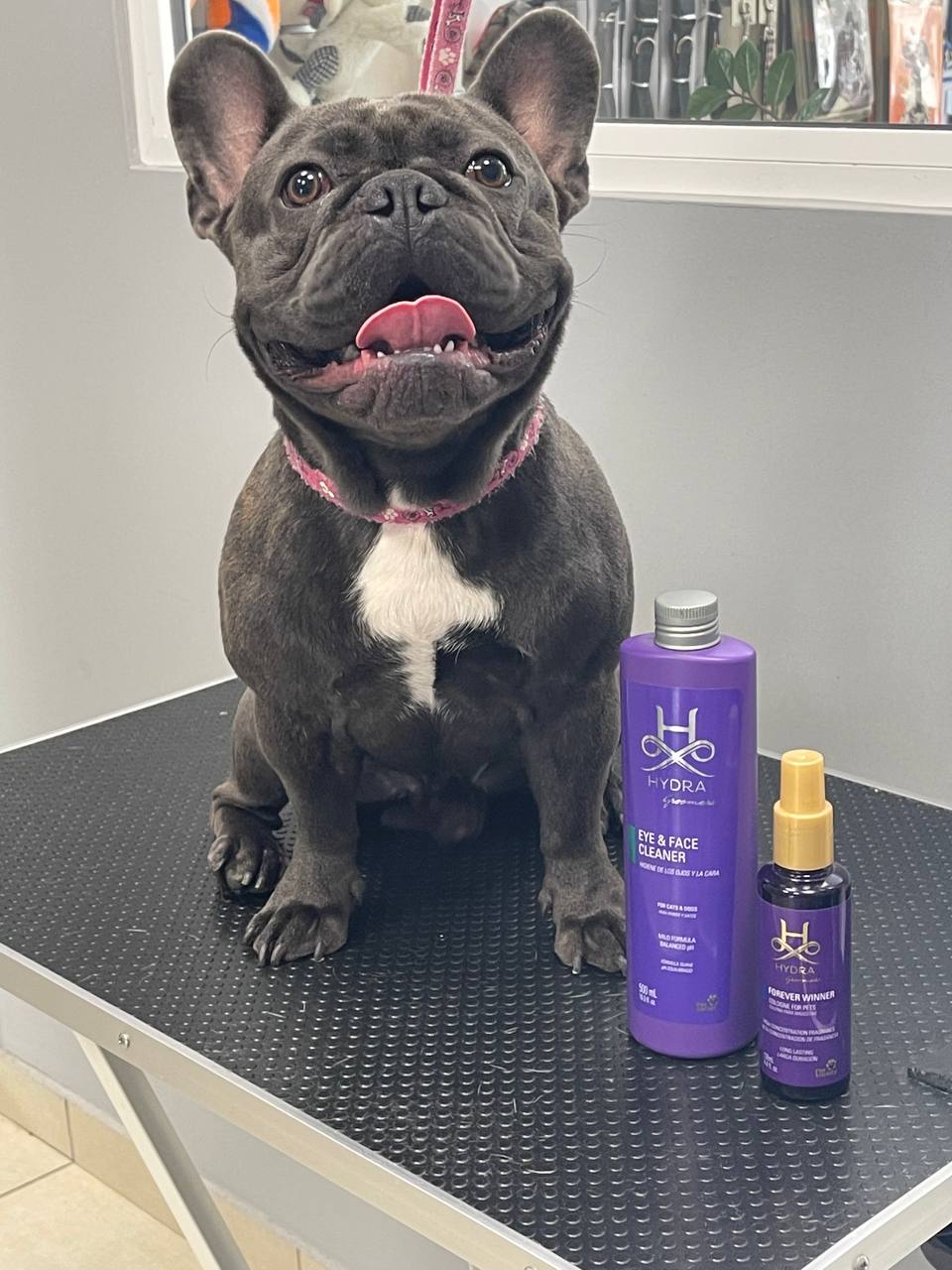 Happy Feet Pet Grooming 29