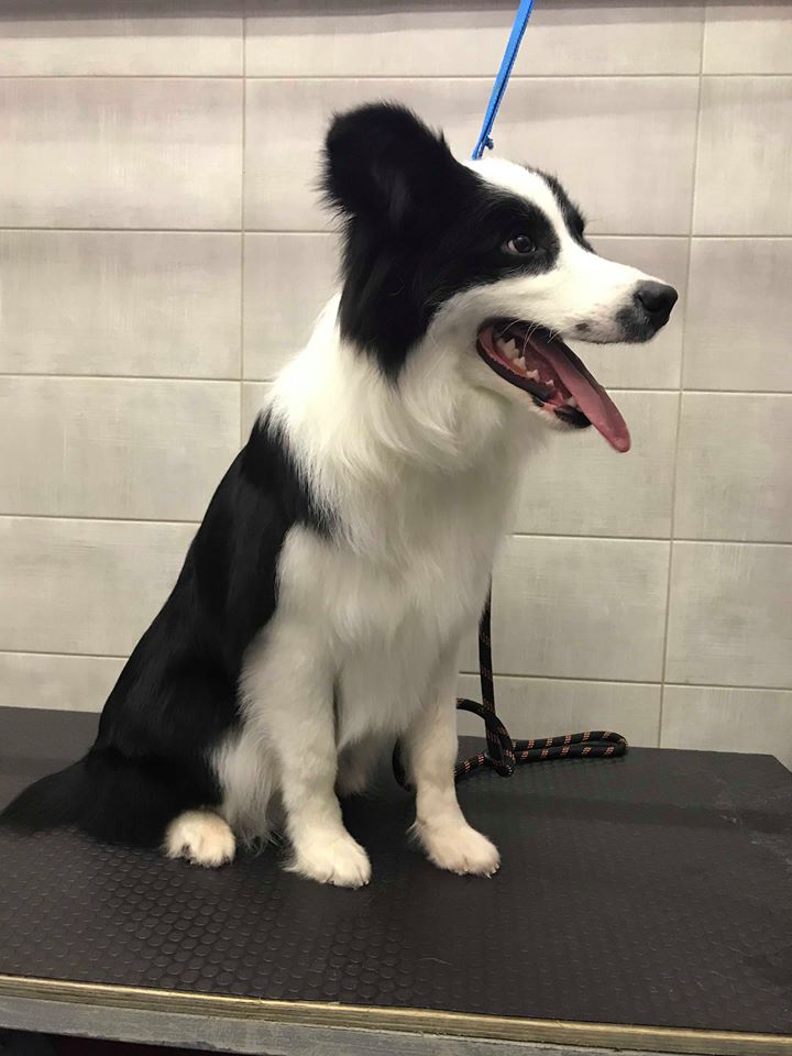 Happy Feet Pet Grooming 1