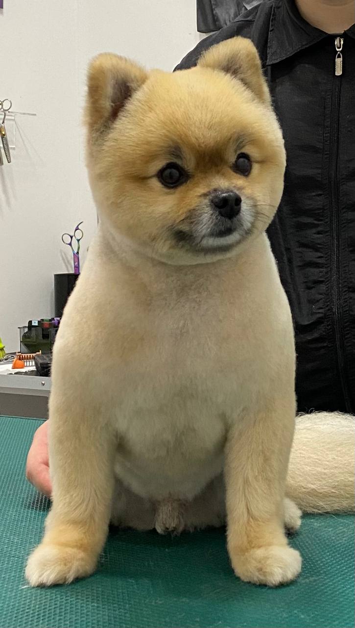 Happy Feet Pet Grooming 32