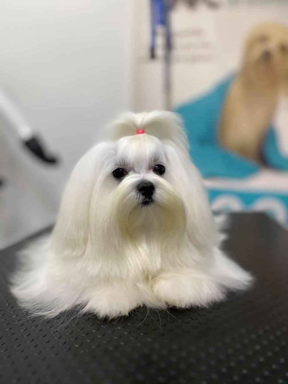 Happy Feet Pet Grooming 33