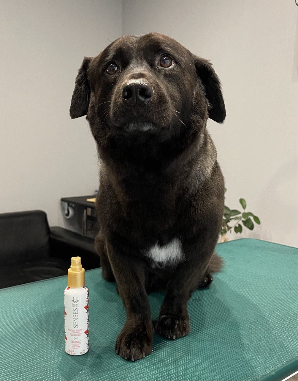 Happy Feet Pet Grooming 34