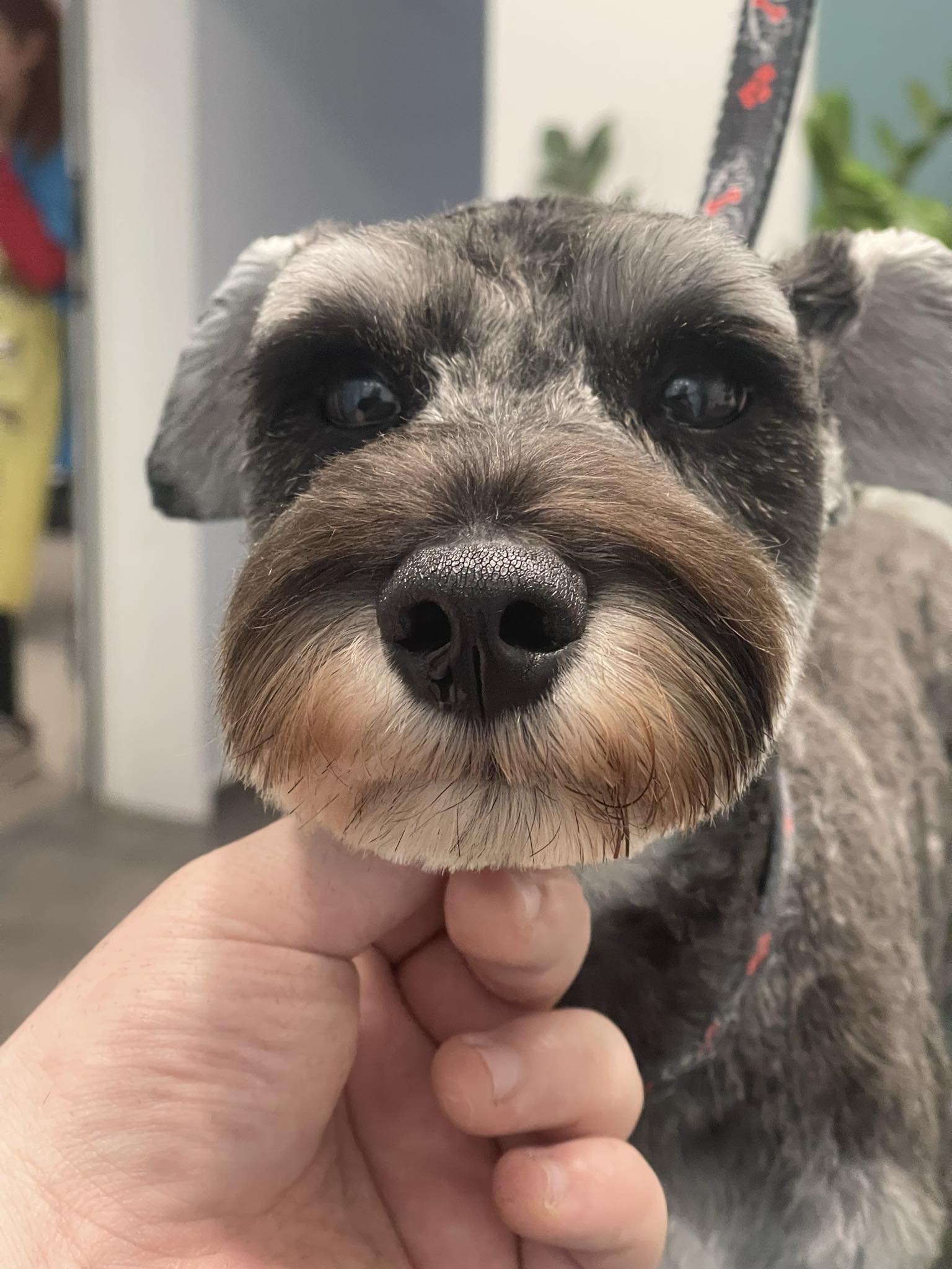 Happy Feet Pet Grooming 4