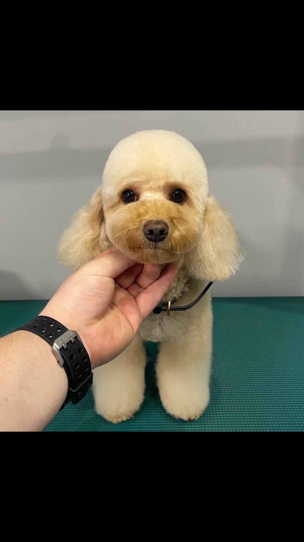 Happy Feet Pet Grooming 4