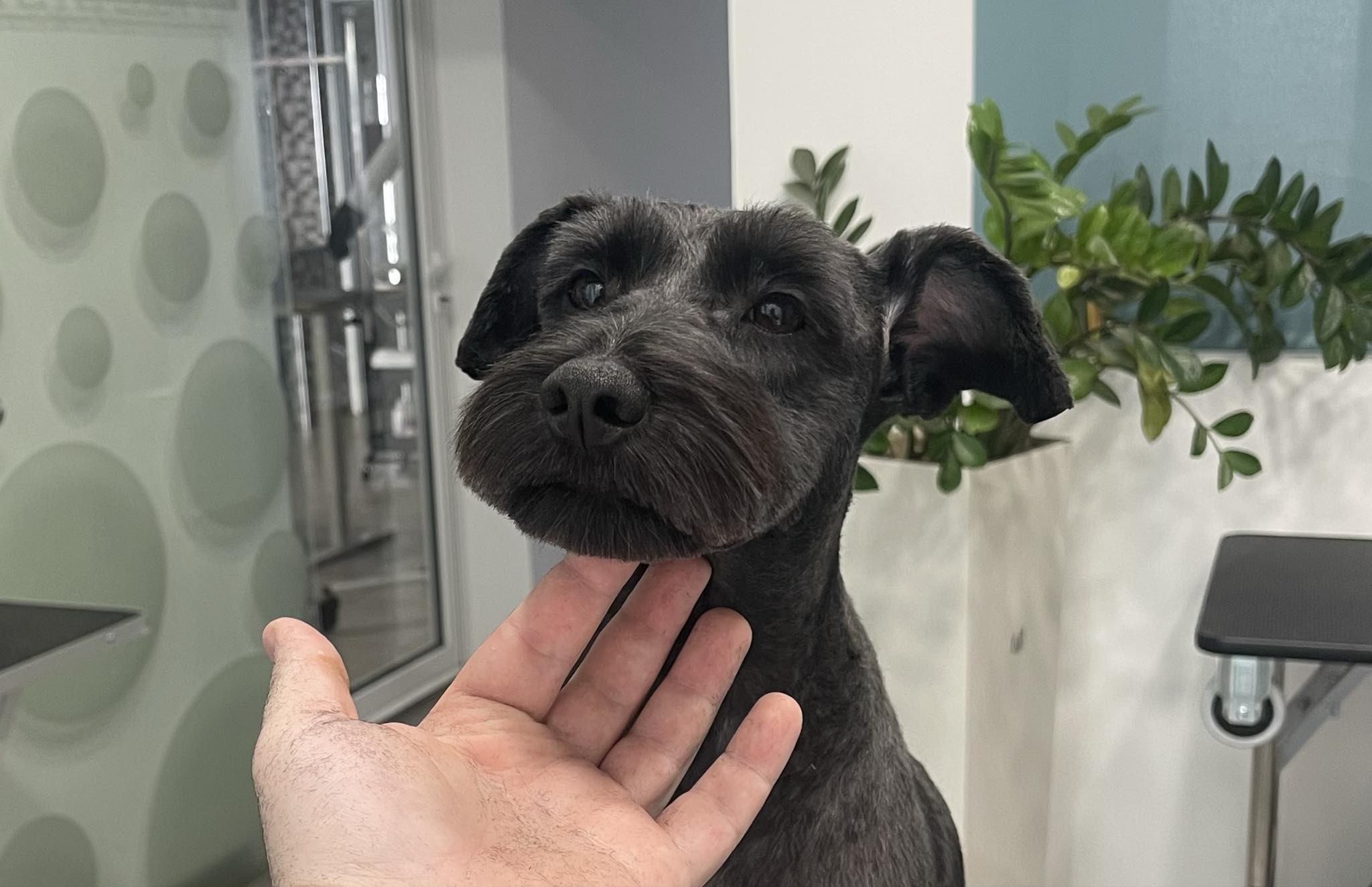 Happy Feet Pet Grooming 4