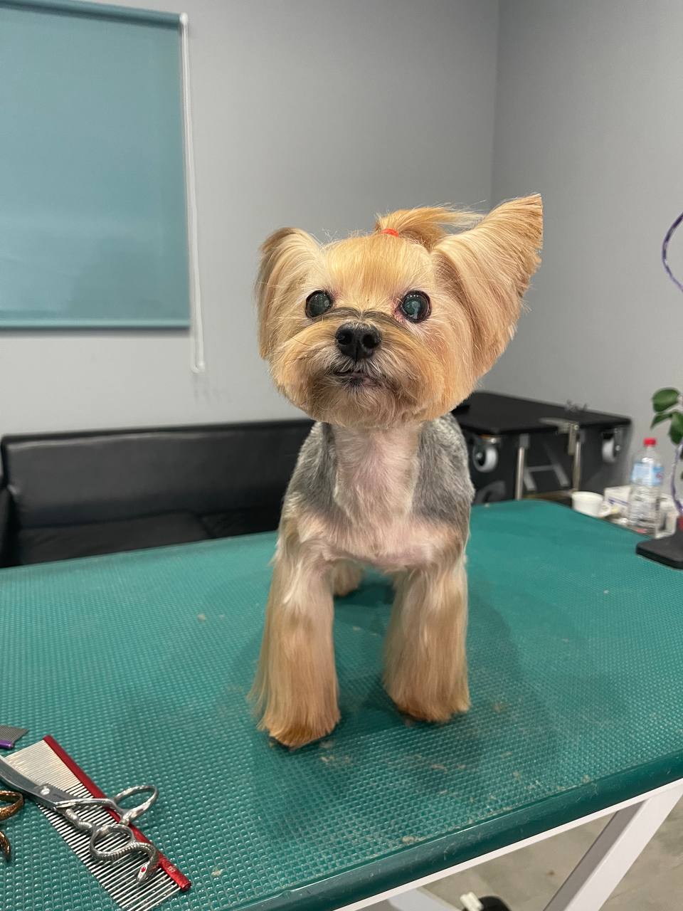 Happy Feet Pet Grooming 4