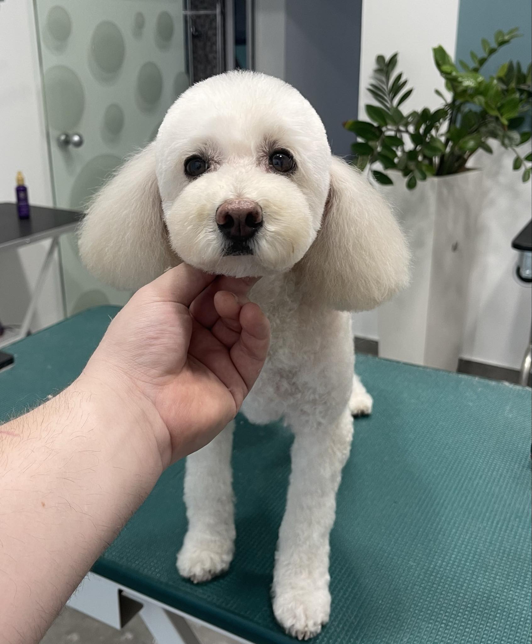 Happy Feet Pet Grooming 4