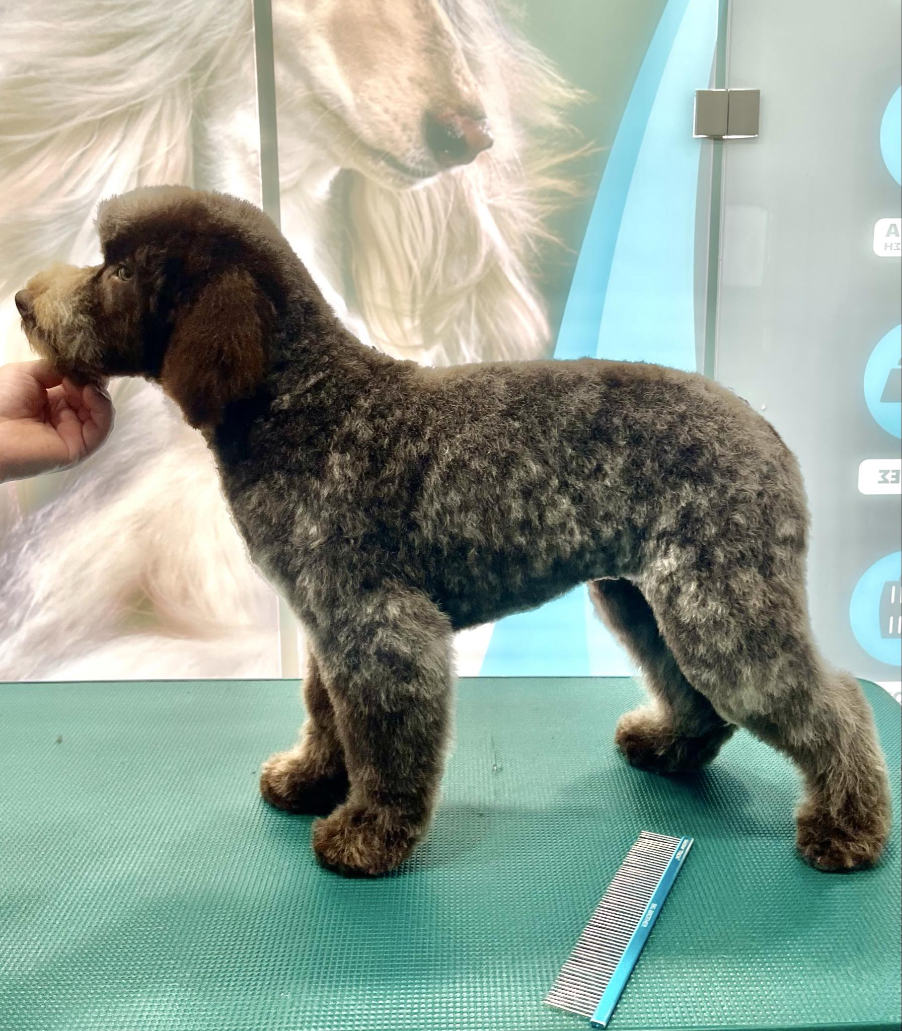 Happy Feet Pet Grooming 4