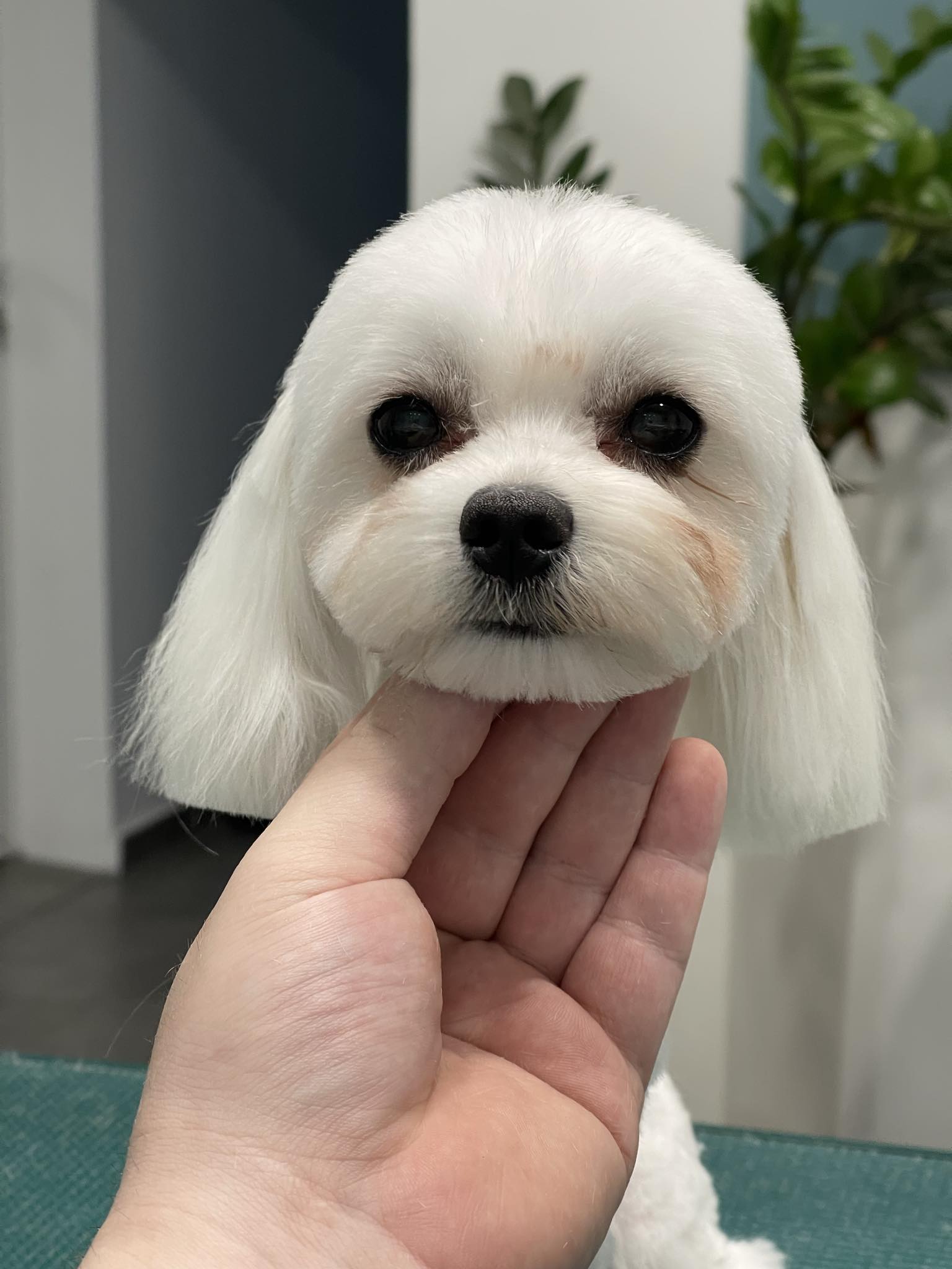 Happy Feet Pet Grooming 4