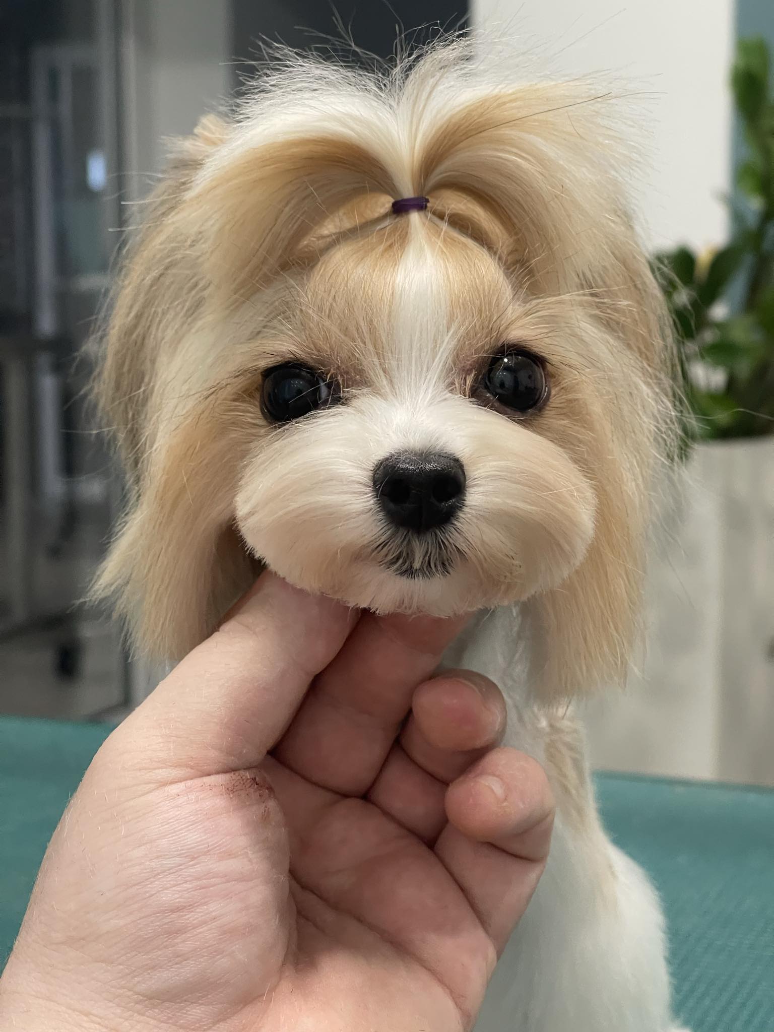 Happy Feet Pet Grooming 4