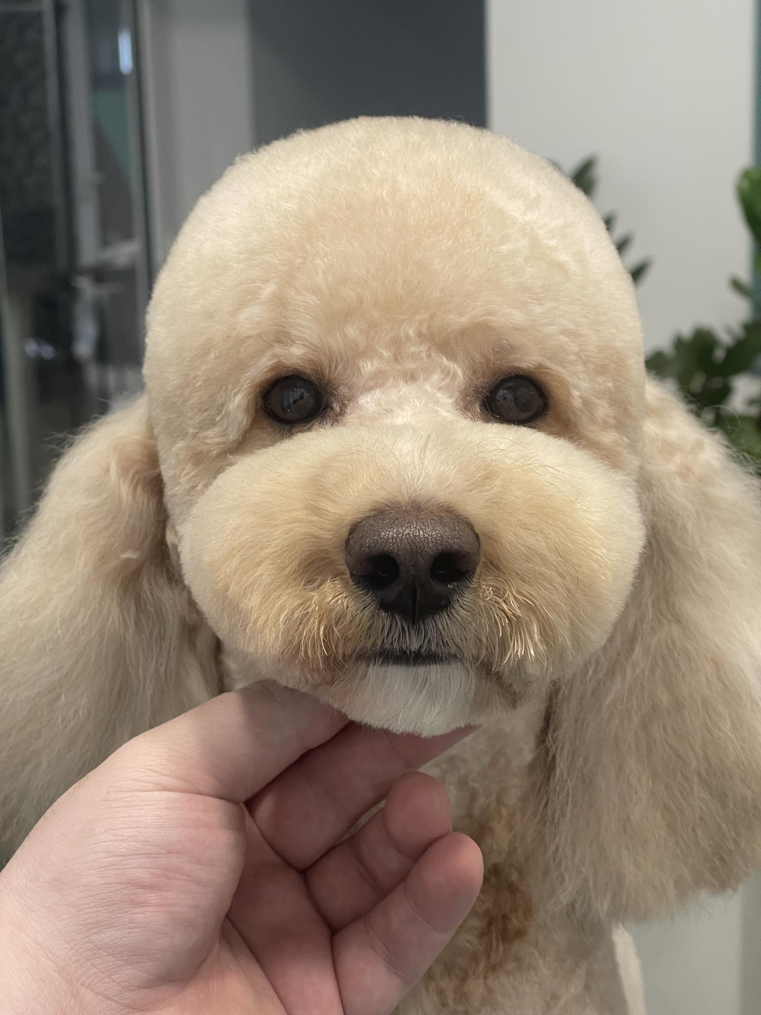 Happy Feet Pet Grooming 4