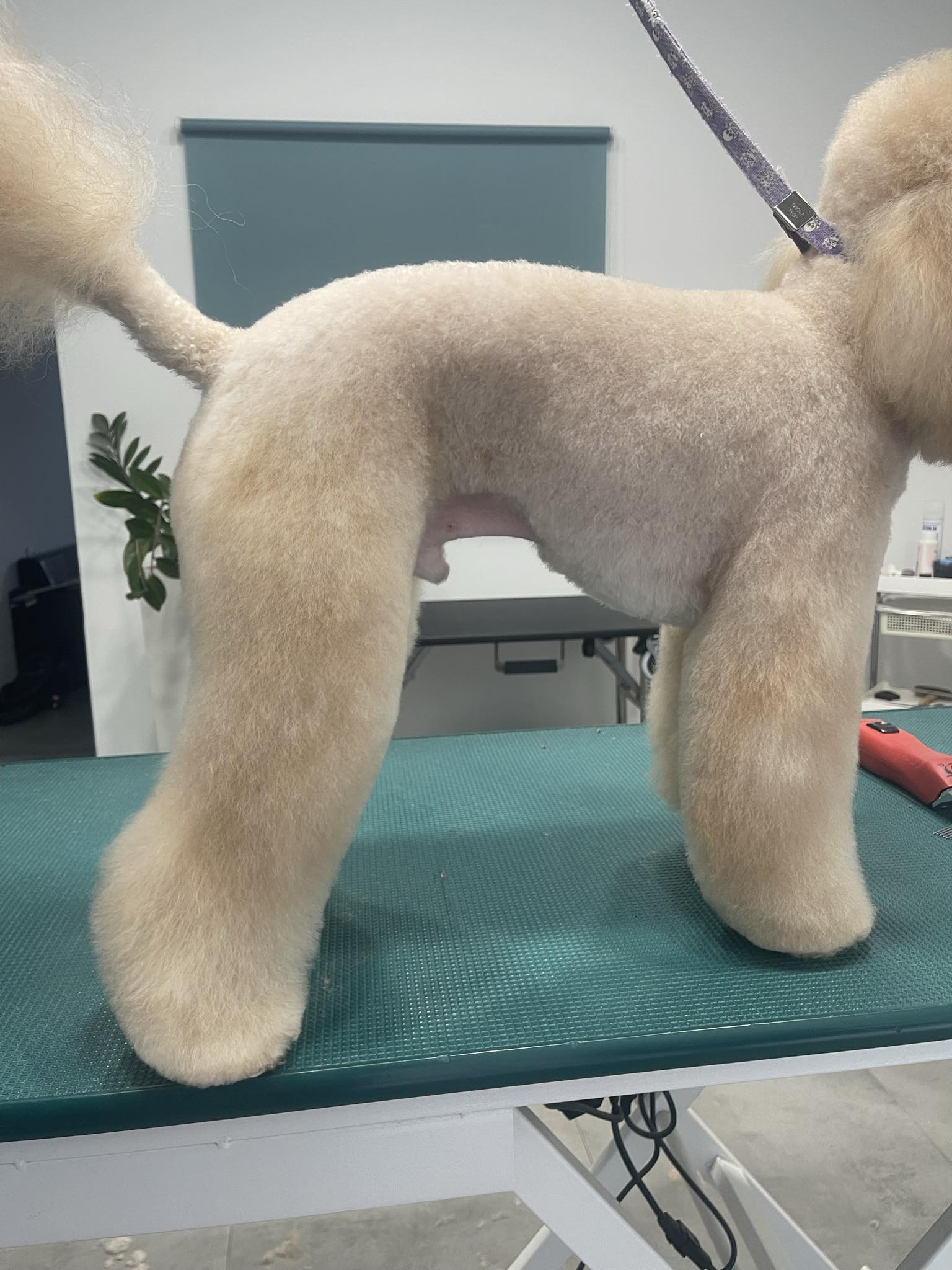 Happy Feet Pet Grooming 4