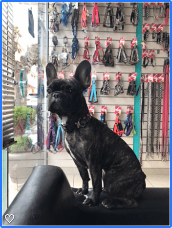 Happy Feet Pet Grooming 4