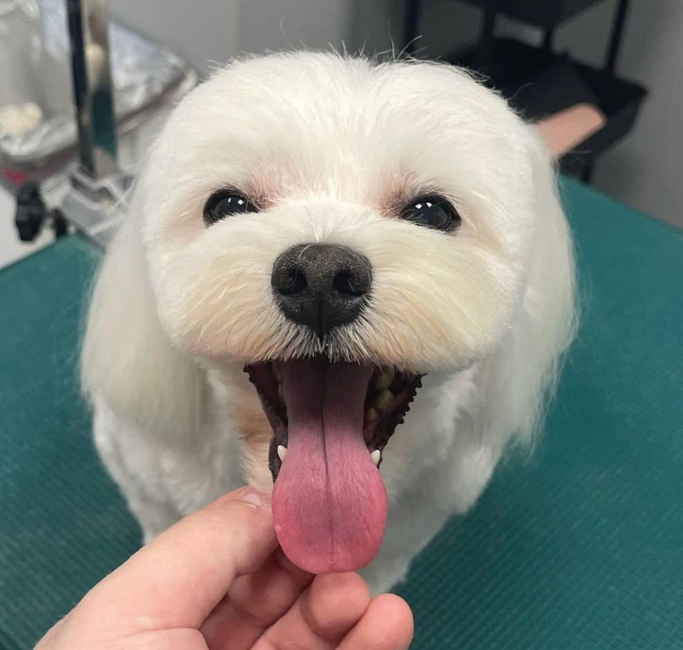 Happy Feet Pet Grooming 6