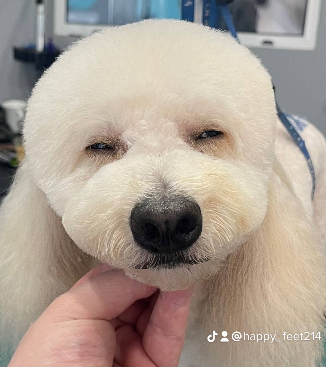 Happy Feet Pet Grooming 4