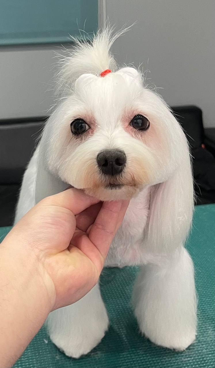 Happy Feet Pet Grooming 9