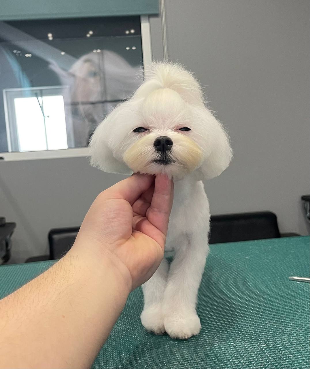 Happy Feet Pet Grooming 4