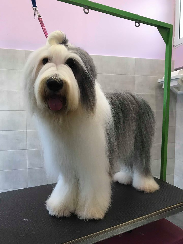 Happy Feet Pet Grooming 10